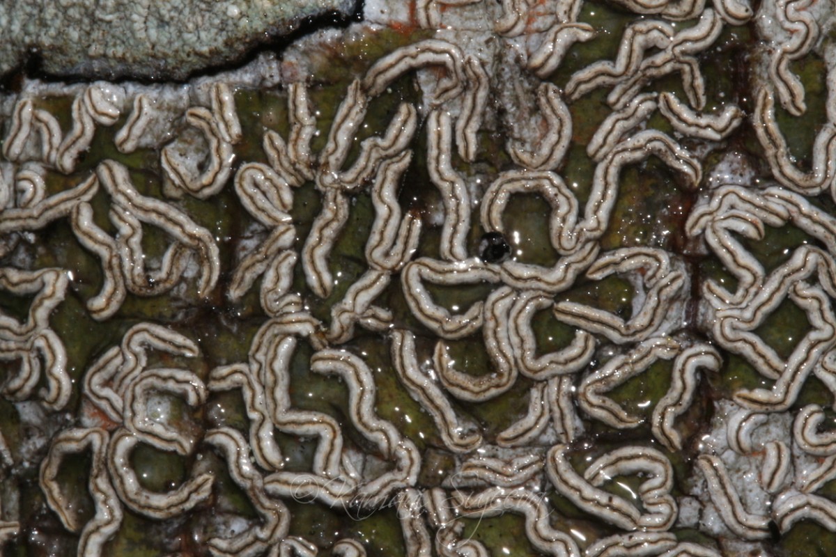 Pallidogramme chrysenteron (Mont.) Staiger, Kalb & Lücking